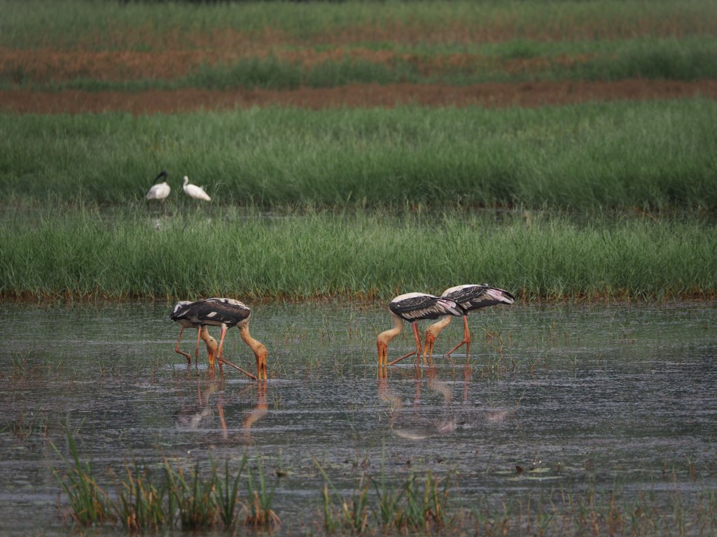 Migratory egrets in the field.
